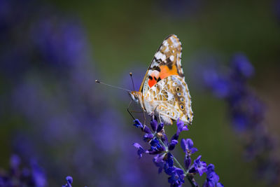 Close-up of butterfly pollinating on purple flower