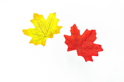 Close-up of maple leaf against white background