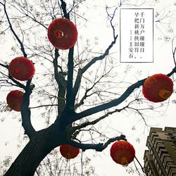 Red tree against sky