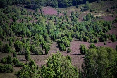 High angle view of trees in forest