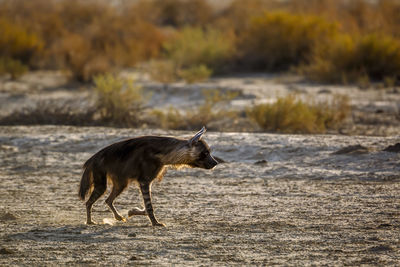 Portrait of fox walking on field