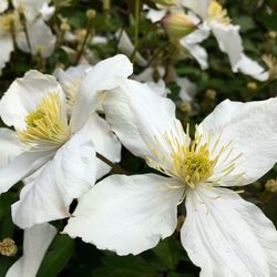 Close-up of white flowers