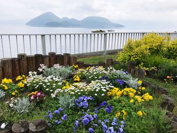 View of flowering plants by land against sky