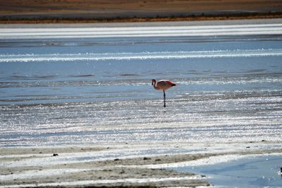 Bird on sand at beach during winter