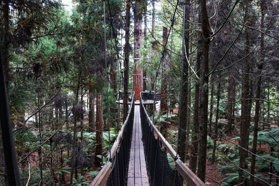 Footbridge amidst trees in forest