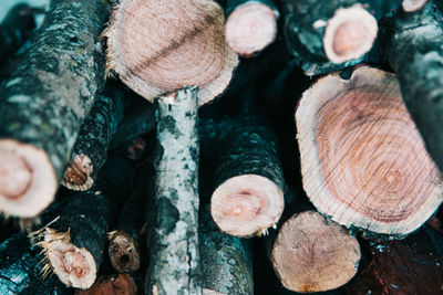 Close-up of logs in forest