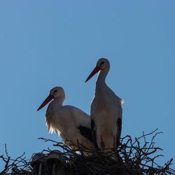 Low angle view of birds perching on nest against sky