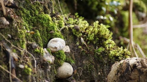 Moss growing on tree trunk in forest
