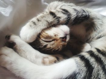 Close-up of cat sleeping