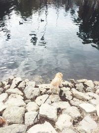 Swan on lake