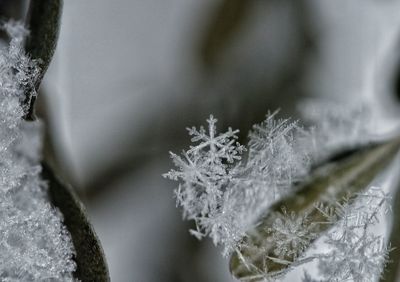 Close-up of frozen plant
