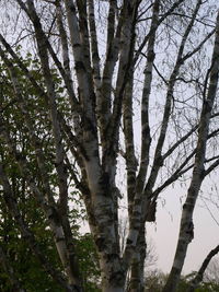 Trees in forest against sky