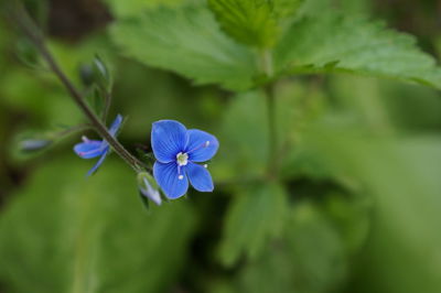 Close-up of purple flowering plant