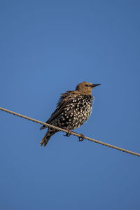 Low angle view of bird perching on cable against clear sky