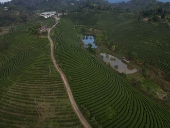 agriculture