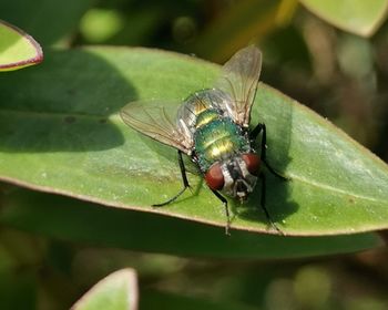 Close-up of fly on leaf