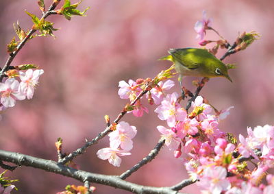 Close-up of cherry blossom