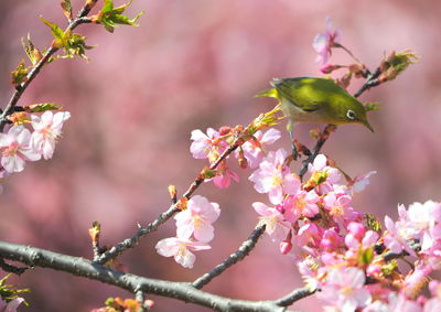 Japanese white-eye perching on cherry tree