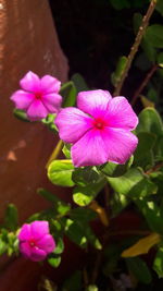 Close-up of pink flowers