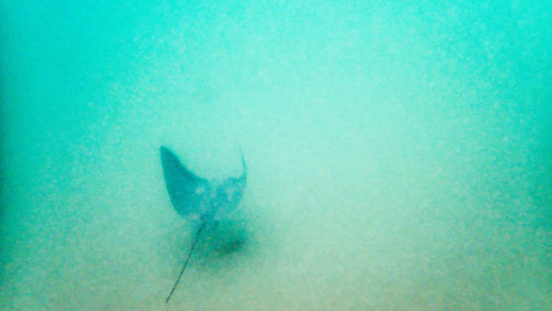 Full frame shot of fish swimming in sea