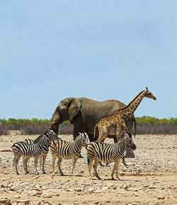 Zebra , elephant and giraffe standing on field against clear sky