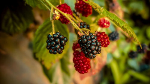 Close-up of strawberries