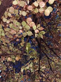 Close-up of autumn tree