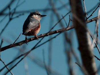 Bird perching on branch