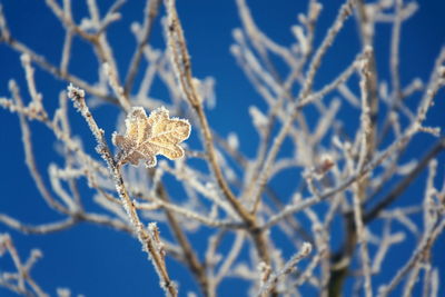 Close-up of frozen plant against sky