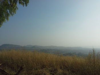 Scenic view of field against clear sky