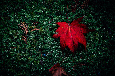 High angle view of red maple leaf