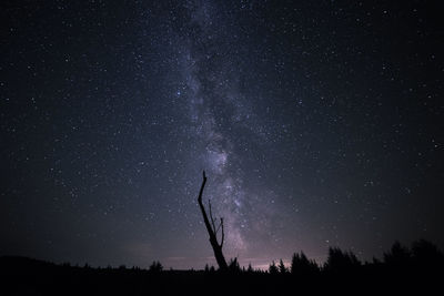 Trees against star field at night