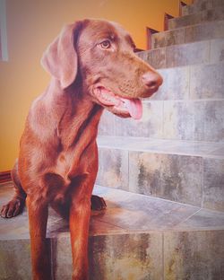 Close-up of dog sitting on floor