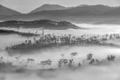 Panoramic shot of trees on landscape against sky