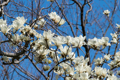 Low angle view of magnolia blossoms against sky