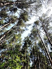 Low angle view of trees in forest