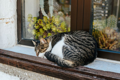 Domestic cat sleeping on window sill.