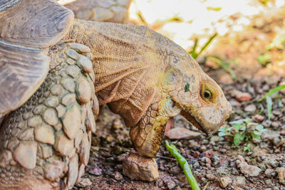 Close-up of lizard on rock