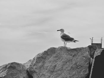 Seagull perching on rock against sky