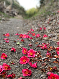 High angle view of pink flowering plants on field