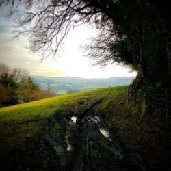 Dirt road passing through forest