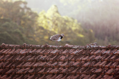 Vanellus chilensis - bird