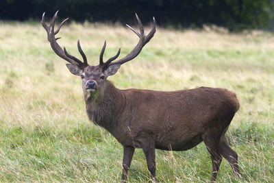 Deer standing on field
