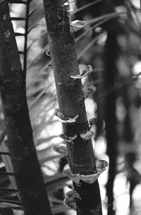 High angle view of bamboo trees in the forest