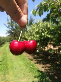 Close-up of hand holding apple