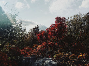 Low angle view of trees against sky during autumn