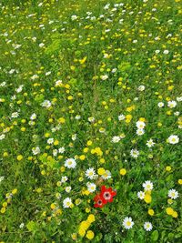 High angle view of flowering plants on field