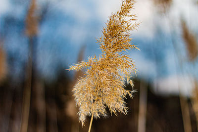 Close-up of wilted plant on field