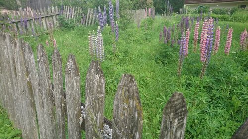 Plants growing on field