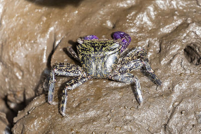 High angle view of crab on beach